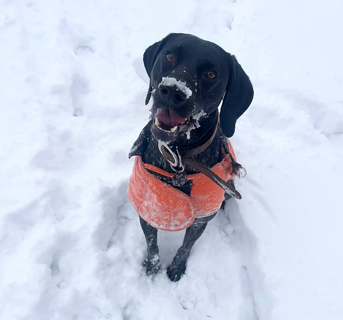 Kash joined the competition — help win amazing prizes! carnivore, collar, companion_dog, dog, dog_breed, dog_clothes, dog_collar, dog_supply, event, fashion_accessory, fawn, freezing, leash, personal_protective_equipment, pet_supply, snout, snow, sporting_group, winter, working_animal