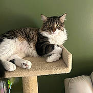 Valkyrie joined the competition — help win amazing prizes! cat, tabby, white_fur, cat_tree, indoor, pet, feline, relaxed, curious, carpeted, animal, cute, whiskers, ears, paws, fur, resting, household, green_wall, sofa