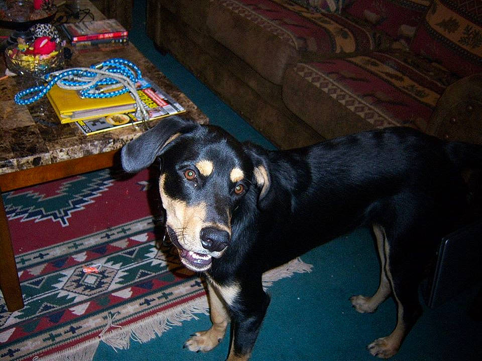 Diesel is registered to the contest to win money with this photo: canidae, carnivore, dobermann, dog, dog_breed, german_pinscher, guard_dog, huntaway, mammal, manchester_terrier, miniature_pinscher, pinscher, vertebrate, working_dog