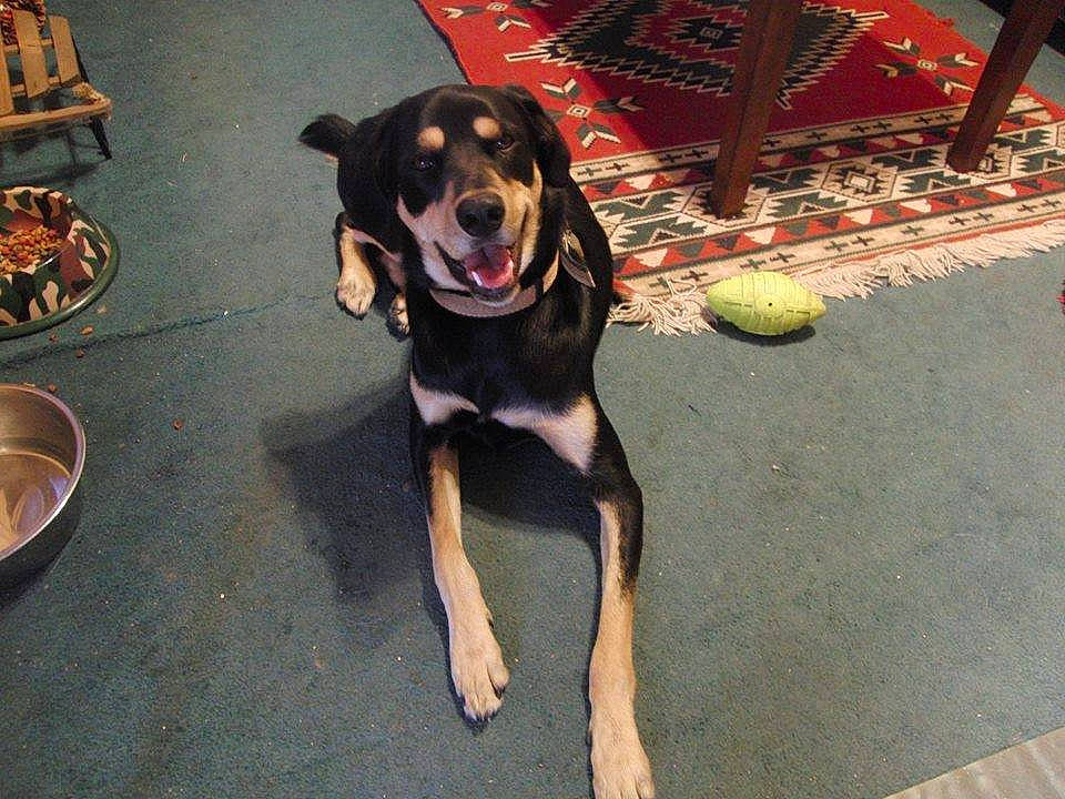 Diesel joined the competition — help win amazing prizes! beagador, canidae, carnivore, dog, dog_breed, fawn, guard_dog, hellenikos_ichnilatis, hound, huntaway, hunting_dog, mammal, tyrolean_hound, working_dog