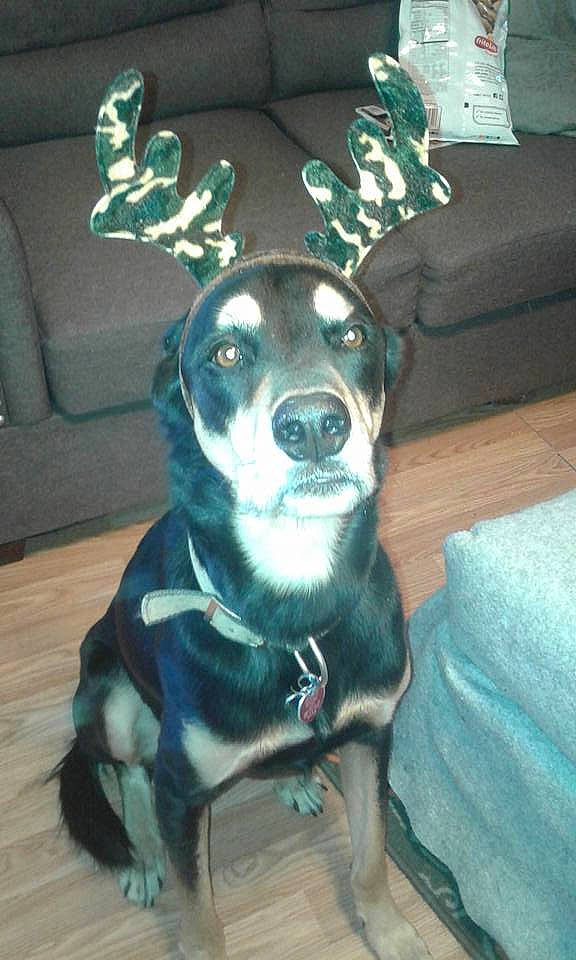 Diesel joined the competition — help win amazing prizes! beagador, canidae, carnivore, dog, dog_breed, ear, fawn, feist, guard_dog, mammal, sporting_group, tail