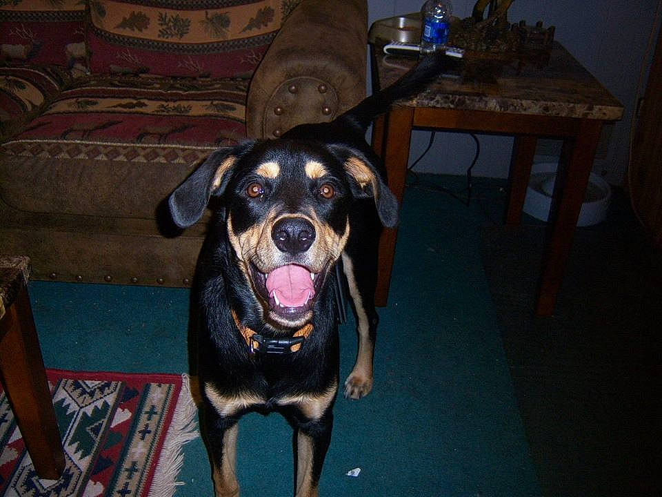 Diesel is registered to the contest to win money with this photo: canidae, carnivore, dog, dog_breed, fawn, german_pinscher, guard_dog, huntaway, mammal, pinscher, rottweiler, snout, vertebrate, working_dog