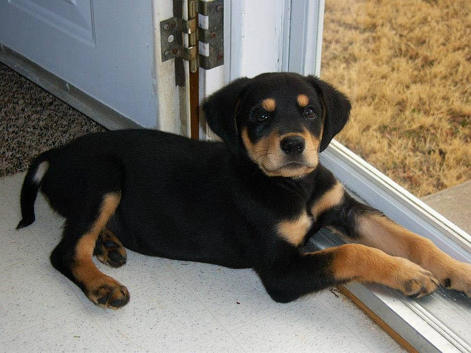 Diesel joined the competition — help win amazing prizes! austrian_black_and_tan_hound, beagador, canidae, carnivore, companion_dog, dog, dog_breed, hellenikos_ichnilatis, huntaway, hunting_dog, mammal, molosser, puppy, rare_breed_dog, rottweiler, smaland_hound, sporting_group, transylvanian_hound, vertebrate, working_dog