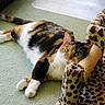 Jasmine joined the competition — help win amazing prizes! animal, calico, carpet, cat, cozy, curious, cute, feline, fur, green_carpet, head, home, indoor, leopard_print, paws, pet, relaxed, resting, scratching_post, whiskers