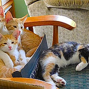 Jasmine joined the competition — help win amazing prizes! calico_cat, cardboard_box, cat, chair, collar, cozy, cushion, cute, domestic_animal, ears, feline, fur, indoor, multi_cat, orange_tabby, paws, pets, relaxed, resting, whiskers