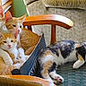 calico_cat, cardboard_box, cat, chair, collar, cozy, cushion, cute, domestic_animal, ears, feline, fur, indoor, multi_cat, orange_tabby, paws, pets, relaxed, resting, whiskers