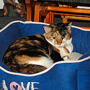 Jasmine is registered to the contest to win money with this photo: animal, blue_bed, calico, carpet, cat, collar, decorative_figurine, domestic_cat, fur, furniture, green_carpet, indoor, love_embroidery, pet_bed, relaxed, resting, squirrel_figurine, tag, whiskers, wooden_chair