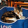 animal, blue_bed, calico, carpet, cat, collar, decorative_figurine, domestic_cat, fur, furniture, green_carpet, indoor, love_embroidery, pet_bed, relaxed, resting, squirrel_figurine, tag, whiskers, wooden_chair