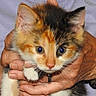 Jasmine joined the competition — help win amazing prizes! adorable, animal, calico, cat, closeup, curious, cute, domestic, eyes, face, feline, fur, hands, holding, indoor, kitten, pet, small, whiskers, young