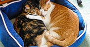 Jasmine joined the competition — help win amazing prizes! animal, calico_cat, cat, cats, comfort, companionship, cozy, cute, domestic_cat, friendship, fur, home, indoor, mammal, orange_cat, pet_bed, resting, sleeping, snuggling, soft