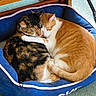 animal, calico_cat, cat, cats, comfort, companionship, cozy, cute, domestic_cat, friendship, fur, home, indoor, mammal, orange_cat, pet_bed, resting, sleeping, snuggling, soft