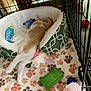 animal, ball, canine, cat, crib, cushion, den, dog, dogbed, furniture, homedecor, indoors, infantbed, kitten, pet, plush, puppy, sport, tennis, tennisball