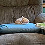 animal, architecture, armchair, building, cat, chair, couch, cushion, furniture, homedecor, indoors, interiordesign, kitten, livingroom, manx, person, pet, pillow, room, sleeping