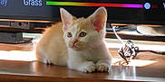 Lola joined the competition — help win amazing prizes! animal, cat, computer, computerhardware, computerkeyboard, desk, electronics, furniture, hardware, hardwood, kitten, laptop, monitor, pc, pet, plywood, screen, table, tv, wood