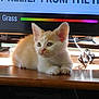 animal, cat, computer, computerhardware, computerkeyboard, desk, electronics, furniture, hardware, hardwood, kitten, laptop, monitor, pc, pet, plywood, screen, table, tv, wood