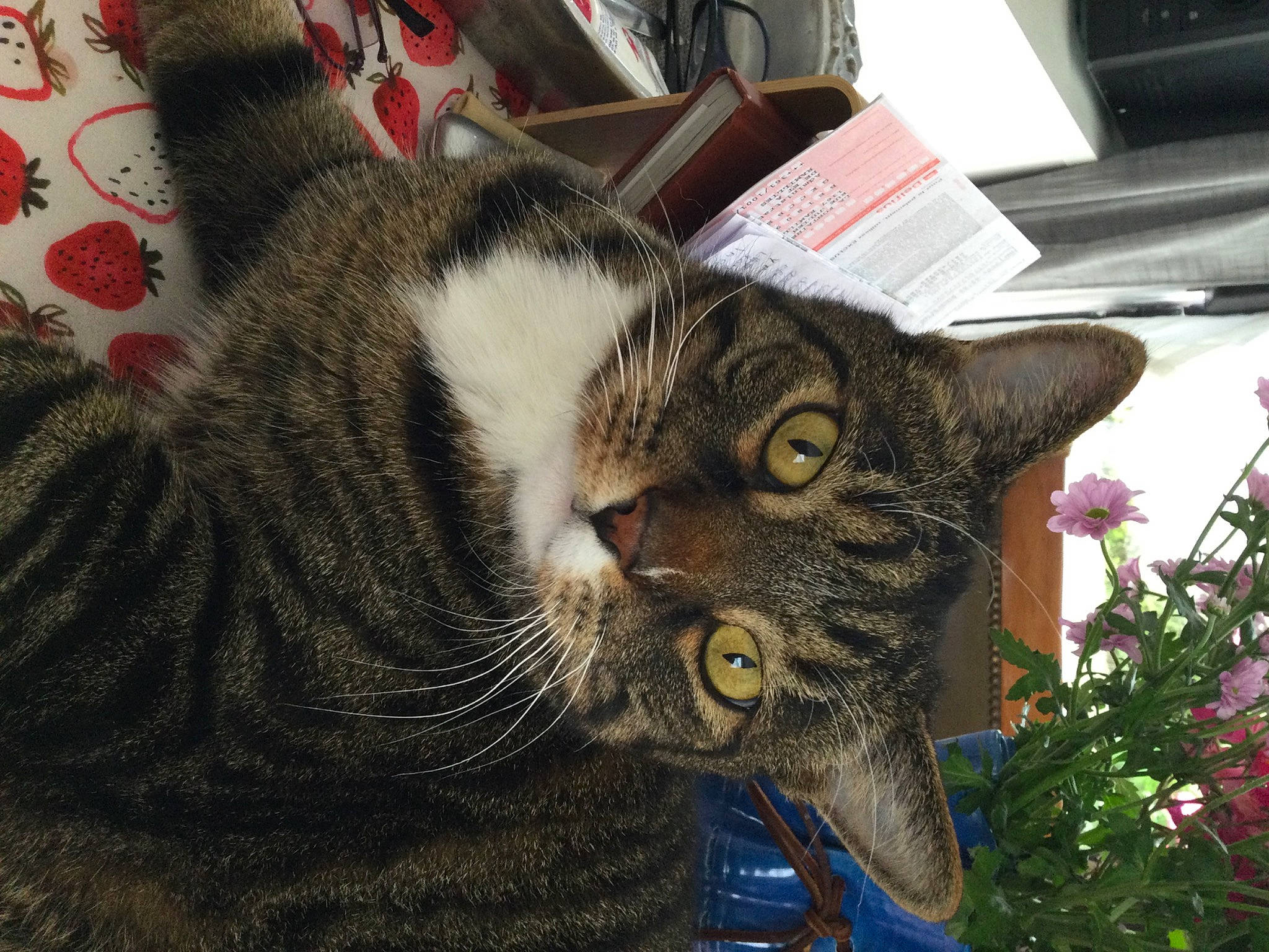 Moustache participe au concours pour gagner de l'argent avec cette photo : carnivore, cat, claw, domestic_short_haired_cat, felidae, flower, fur, grass, paw, plant, small_to_medium_sized_cats, snout, tail, whiskers