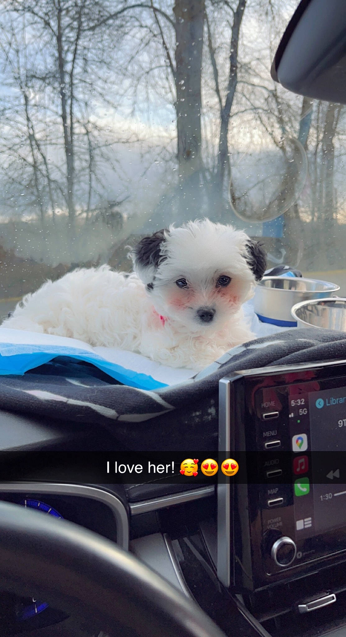 Miss P joined the competition — help win amazing prizes! audio_equipment, automotive_exterior, canidae, carnivore, companion_dog, dog, dog_breed, fur, gadget, home_appliance, snout, snow, sporting_group, stuffed_toy, toy, toy_dog, tree, vehicle_door, windshield, winter