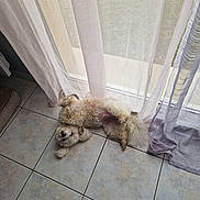 Yuki participe au concours pour gagner de l'argent avec cette photo : dog, white_dog, curtains, tile_floor, indoor, pet, fluffy, relaxed, playful, window, natural_light, sheer_curtain, floor, home, cozy, animal, lying_down, fur, companion, domestic