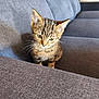 animal, cat, cozy, curious, cute, ears, face, fur, furniture, gray, home, indoor, kitten, pet, resting, sofa, striped, tabby, whiskers, young