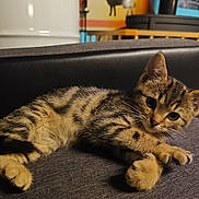 Yop Et Atlas participe au concours pour gagner de l'argent avec cette photo : animal, cat, couch, cozy, curious, feline, fur, furniture, home, indoor, kitten, paws, pet, portrait, relaxed, resting, striped, tabby, whiskers, young