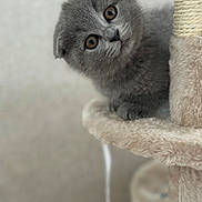 Indie is registered to the contest to win money with this photo: animal, cat, cat_tree, closeup, curious, cute, domestic, ears, feline, fluffy, gray_fur, indoor, kitten, pet, playful, portrait, small, soft, whiskers, young