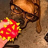 dog, glasses, toy, hand, playful, brown_dog, concrete_floor, indoor, pet, animal, chewing, wrinkles, close_up, funny, engaged, interaction, human_hand, red_toy, yellow_spikes, casual