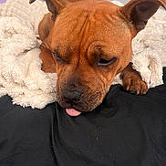Vayana participe au concours pour gagner de l'argent avec cette photo : dog, brown_dog, pet, sleeping, blanket, cozy, tongue_out, indoor, fur, ears, paw, resting, cute, animal, canine, close_up, comfort, soft_texture, face, expression