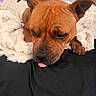 dog, brown_dog, pet, sleeping, blanket, cozy, tongue_out, indoor, fur, ears, paw, resting, cute, animal, canine, close_up, comfort, soft_texture, face, expression