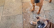Vayana participe au concours pour gagner de l'argent avec cette photo : dog, pets, brown_dog, puppy, floor, tile_floor, indoor, sunlight, stool, sandal, curious, alert, resting, animal, canine, companions, looking_up, ears_up, short_hair, two_dogs