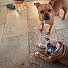 dog, pets, brown_dog, puppy, floor, tile_floor, indoor, sunlight, stool, sandal, curious, alert, resting, animal, canine, companions, looking_up, ears_up, short_hair, two_dogs
