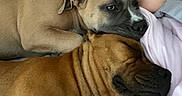 Baya a rejoint le concours — aidez-le/la à gagner de superbes lots ! dog, two_dogs, snuggling, resting, sleeping, cozy, blanket, fur, pet, companion, closeup, indoors, relaxation, animal, canine, friendship, brown_fur, wrinkles, cute, calm