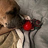 Baya participe au concours pour gagner de l'argent avec cette photo : dog, brown_dog, toy, red_ball, blanket, soft_texture, indoor, pet, chewing, resting, cozy, animal, closeup, paw, fur, play, relaxing, bed, comfort, quiet