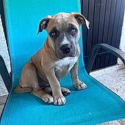 Baya participe au concours pour gagner de l'argent avec cette photo : puppy, dog, chair, blue, pet, cute, sitting, outdoor, young, animal, portrait, fur, ears, paw, looking, expression, relaxing, tile_floor, furniture, adorable