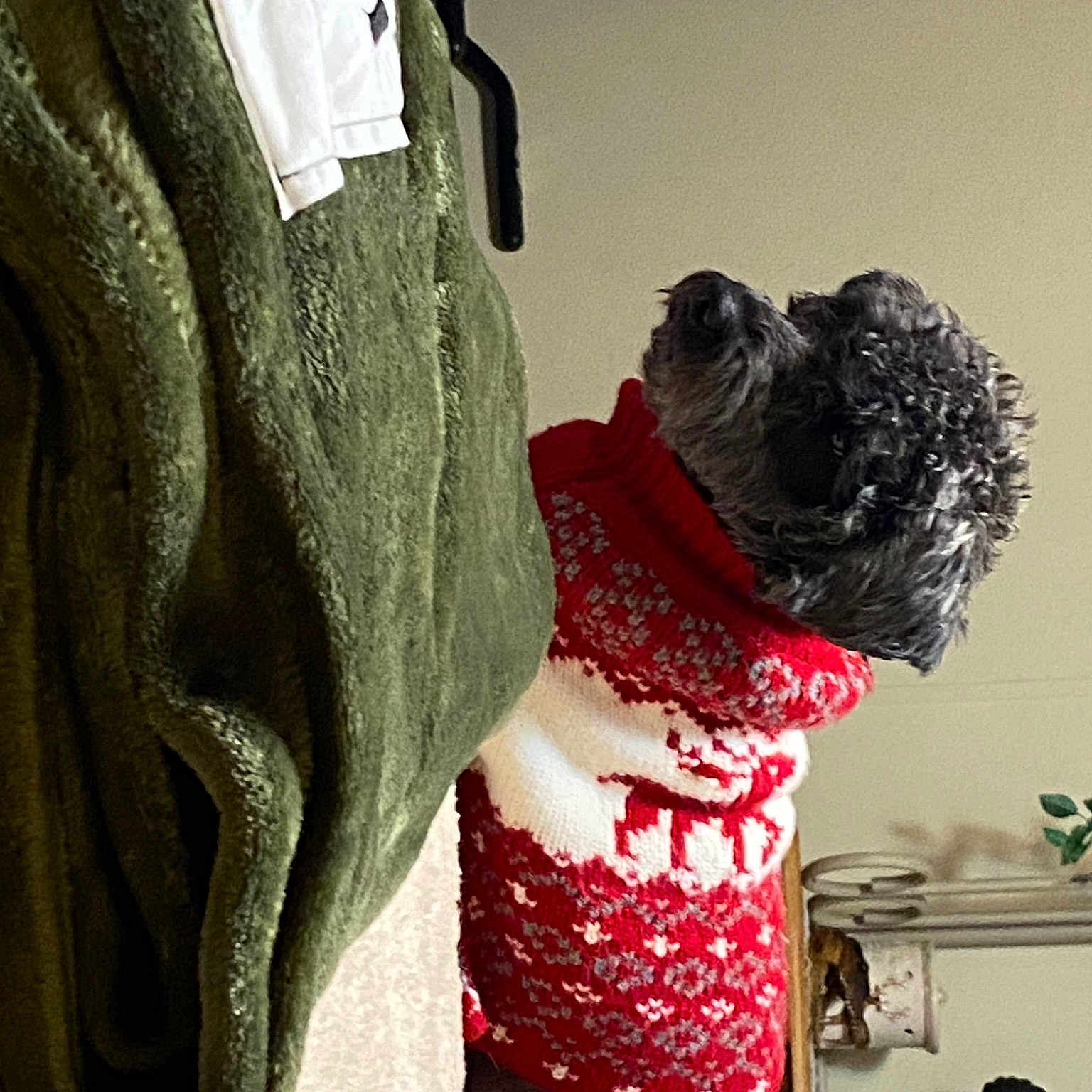 Bowie joined the competition — help win amazing prizes! beanie, cap, carmine, fashion_accessory, fashion_design, fur, grey, headpiece, human_leg, magenta, pattern, room, scarf, sleeve, textile, toy, visual_arts, waist, wool, woolen