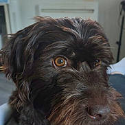 Uma a rejoint le concours — aidez-le/la à gagner de superbes lots ! animal, background_blur, brown_dog, canine, close_up, companion, cute, dog, domestic_animal, eyes, face, fur, furry, indoor, looking_away, pet, portrait, snout, whiskers, window
