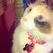 Sadie joined the competition — help win amazing prizes! animal, blue_eyes, cat, close_up, collar, curious, cute, domestic_animal, feline, fluffy, heart_tag, indoor, looking_up, pet, pink_nose, portrait, soft_light, tabby_markings, whiskers, white_fur