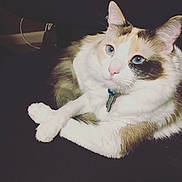 Sadie joined the competition — help win amazing prizes! cat, blue_eyes, fluffy, fur, pet, animal, indoor, close_up, paws, crossed_paws, relaxed, portrait, feline, domestic_cat, whiskers, collar, tag, cute, soft_lighting, resting