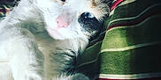 Sadie joined the competition — help win amazing prizes! animal, blue_eyes, cat, close_up, comfort, cozy, cute, feline, fluffy, green, indoor, pet, pink_nose, red, relaxed, resting, soft_light, striped_blanket, whiskers, white_fur