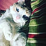 Sadie joined the competition — help win amazing prizes! cat, blue_eyes, fluffy, relaxed, indoor, striped_blanket, green, red, white_fur, close_up, pet, cute, feline, whiskers, pink_nose, cozy, resting, soft_light, comfort, animal