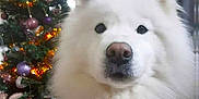 Plume participe au concours pour gagner de l'argent avec cette photo : animal, christmas, christmas_tree, cute, decor, dog, festive, fluffy, gold_tinsel, holiday, holiday_decorations, indoor, ornaments, pet, portrait, purple_ornaments, red_bow, samoyed, seasonal, white_dog
