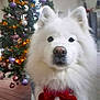 Plume participe au concours pour gagner de l'argent avec cette photo : dog, samoyed, white_dog, fluffy, red_bow, christmas_tree, holiday_decorations, ornaments, purple_ornaments, gold_tinsel, indoor, festive, pet, animal, cute, portrait, holiday, christmas, decor, seasonal