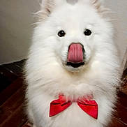 Plume participe au concours pour gagner de l'argent avec cette photo : adorable, animal, bow_tie, canine, companion, cute, dog, domestic, fluffy, friendly, furry, indoor, mammal, pet, pet_accessory, playful, portrait, tongue_out, white, wooden_floor