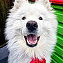 dog, samoyed, white_fur, fluffy, smiling, red_bow_tie, pet, close_up, happy, outdoor, playful, animal, canine, portrait, cute, friendly, tongue, teeth, furry, colorful_background