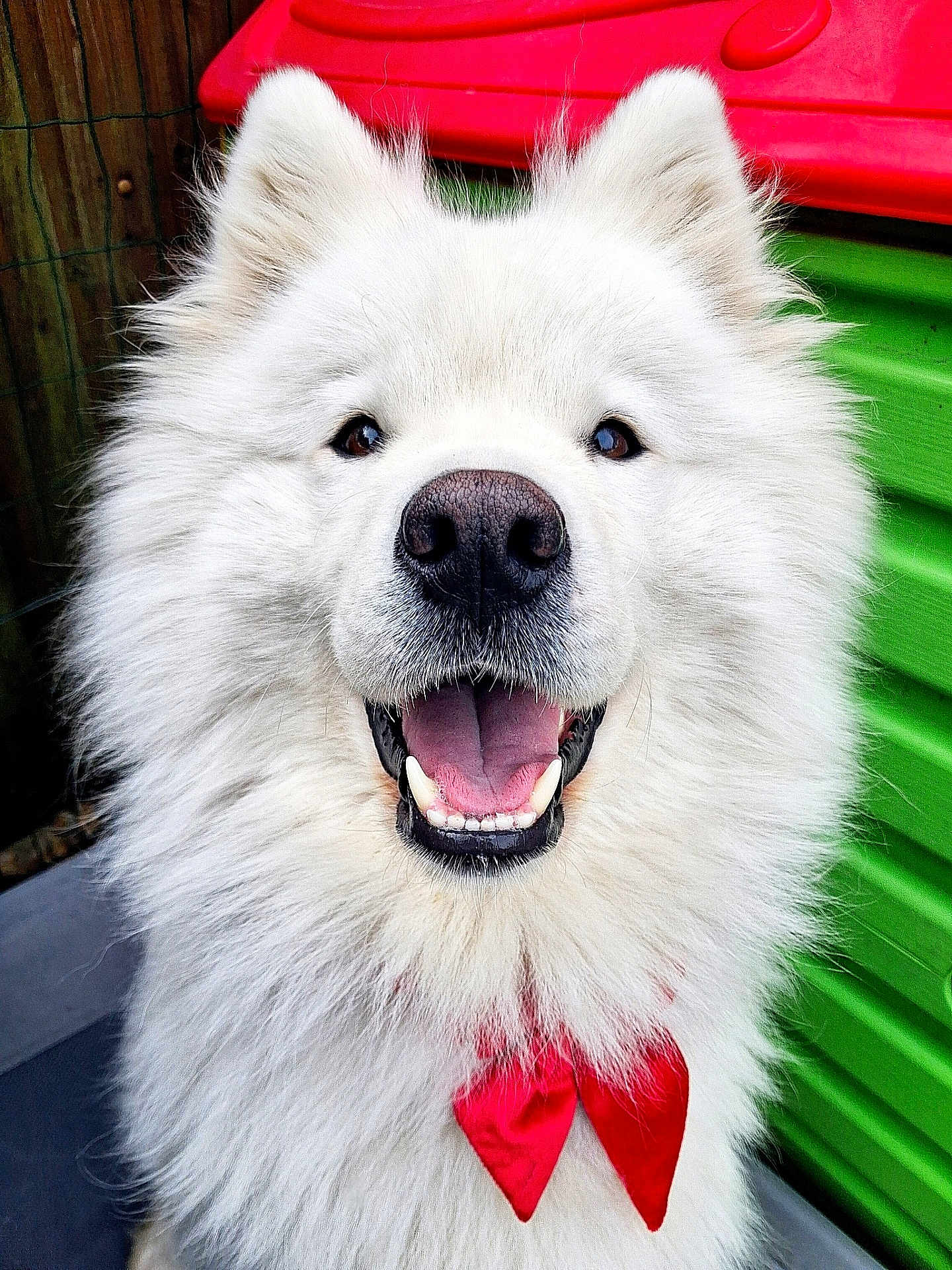 Plume a rejoint le concours — aidez-le/la à gagner de superbes lots ! dog, samoyed, white_fur, fluffy, smiling, red_bow_tie, pet, close_up, happy, outdoor, playful, animal, canine, portrait, cute, friendly, tongue, teeth, furry, colorful_background