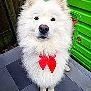 Plume a rejoint le concours — aidez-le/la à gagner de superbes lots ! dog, white_dog, fluffy, bow_tie, pet, animal, outdoor, green_wall, gray_mat, cute, portrait, sitting, fur, canine, domestic_animal, friendly, close_up, adorable, red_bow, looking_at_camera