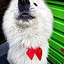 Plume participe au concours pour gagner de l'argent avec cette photo : dog, white_fur, fluffy, bow_tie, red_bow, pet, canine, close_up, portrait, outdoor, colorful_background, green, red, furry, animal, cute, friendly, nose, whiskers, adorable
