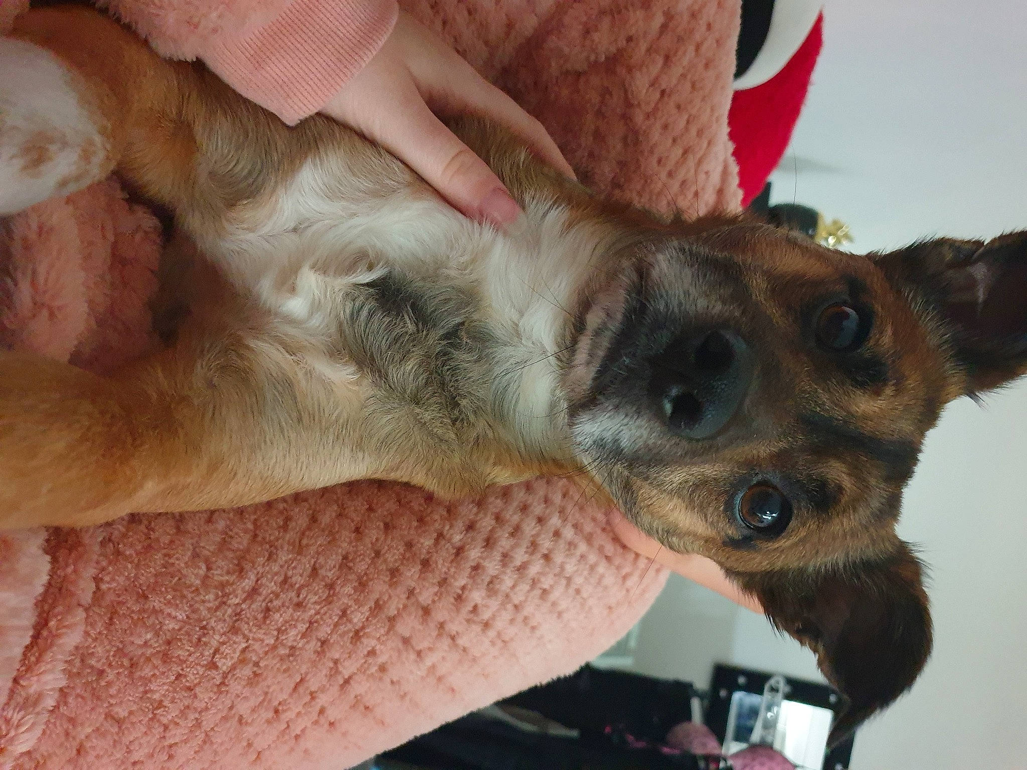 Maïko a rejoint le concours — aidez-le/la à gagner de superbes lots ! canidae, carnivore, companion_dog, dog, dog_breed, ear, fawn, finger, fur, german_shepherd_dog, gesture, hand, nail, paw, snout, sporting_group, terrestrial_animal, whiskers, working_animal