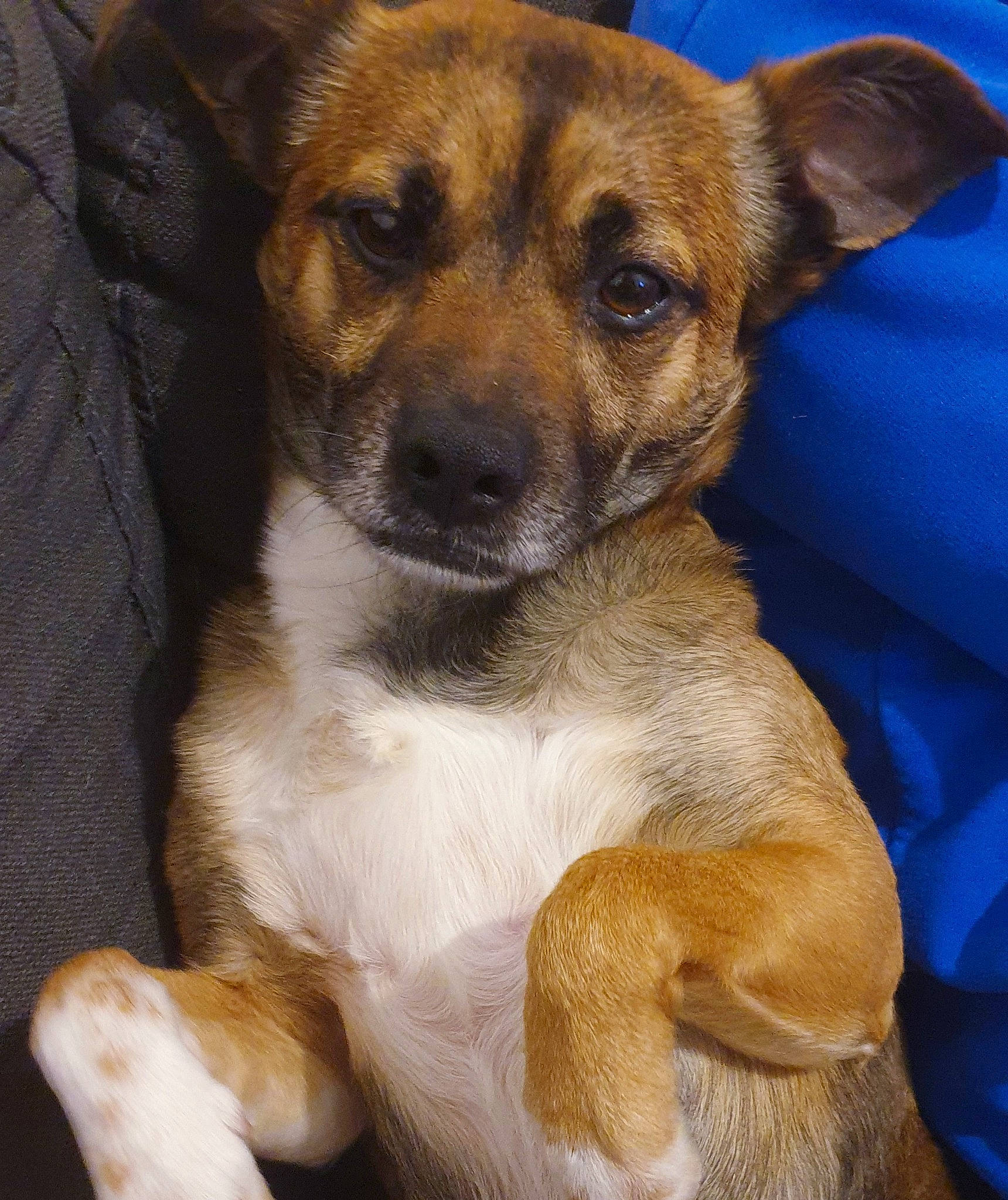 Maïko participe au concours pour gagner de l'argent avec cette photo : canidae, carnivore, comfort, companion_dog, dog, dog_bed, dog_breed, fawn, fur, paw, plant, sporting_group, terrestrial_animal, whiskers, working_animal, working_dog