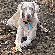 Missy joined the competition — help win amazing prizes! dog, canine, pet, collar, outdoor, dirt, earth, animal, lying_down, looking_at_camera, brown, short_hair, ears, paws, resting, ground, nature, domestic_animal, mammal, quiet