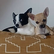Néo Et Chucky participe au concours pour gagner de l'argent avec cette photo : dog, small_dog, chihuahua, black_and_white, tan_dog, pet, animal, cushion, indoor, resting, cute, ears, face, looking_at_camera, cozy, companion, friendship, domestic_animal, portrait, two_dogs